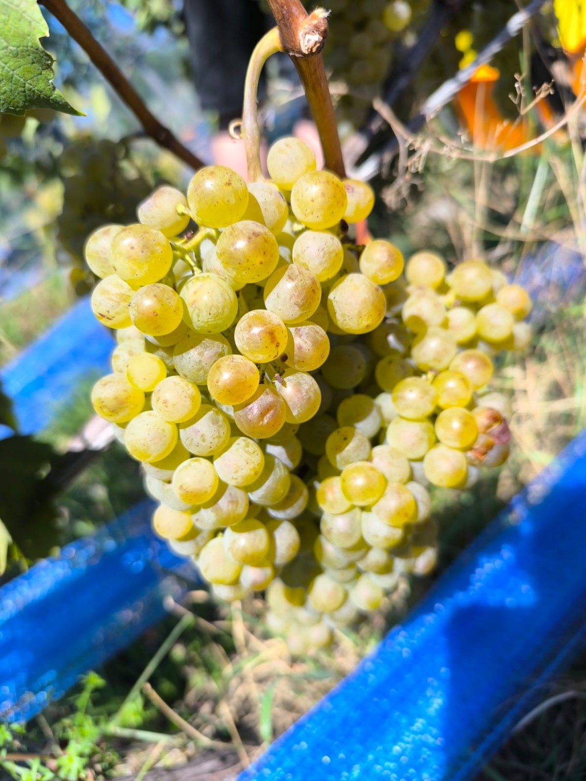 A ripe cluster of white grapes in the vineyard
