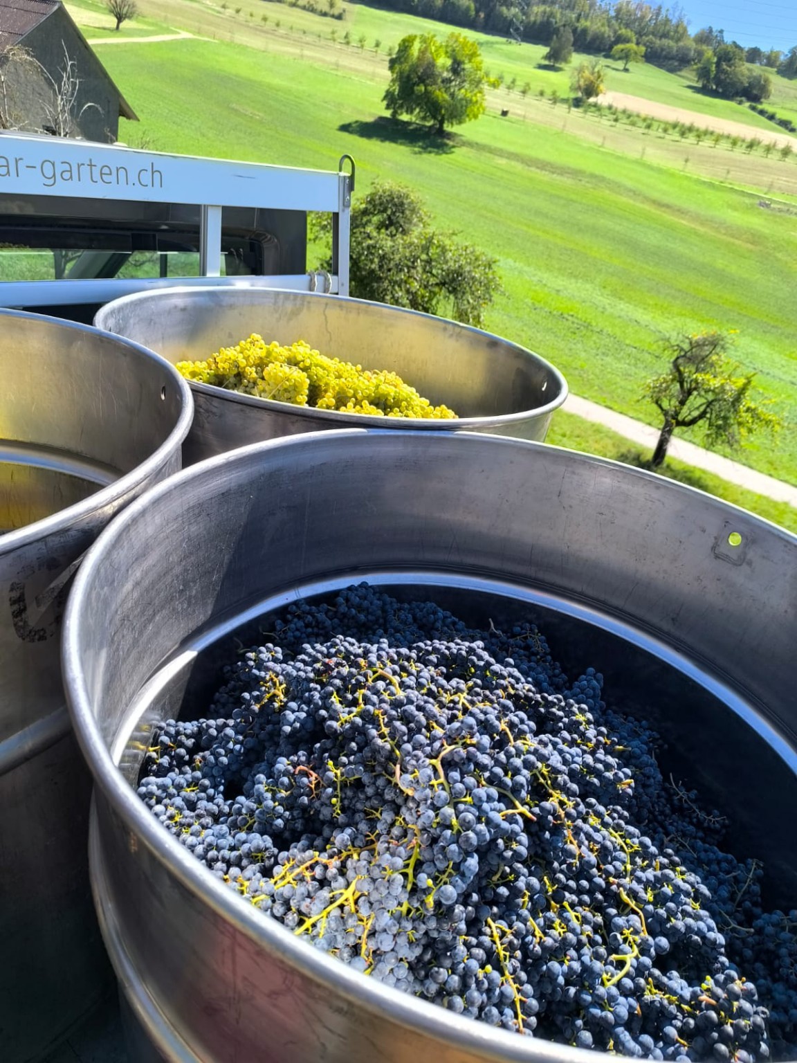 Red and white grapes collected at the winery