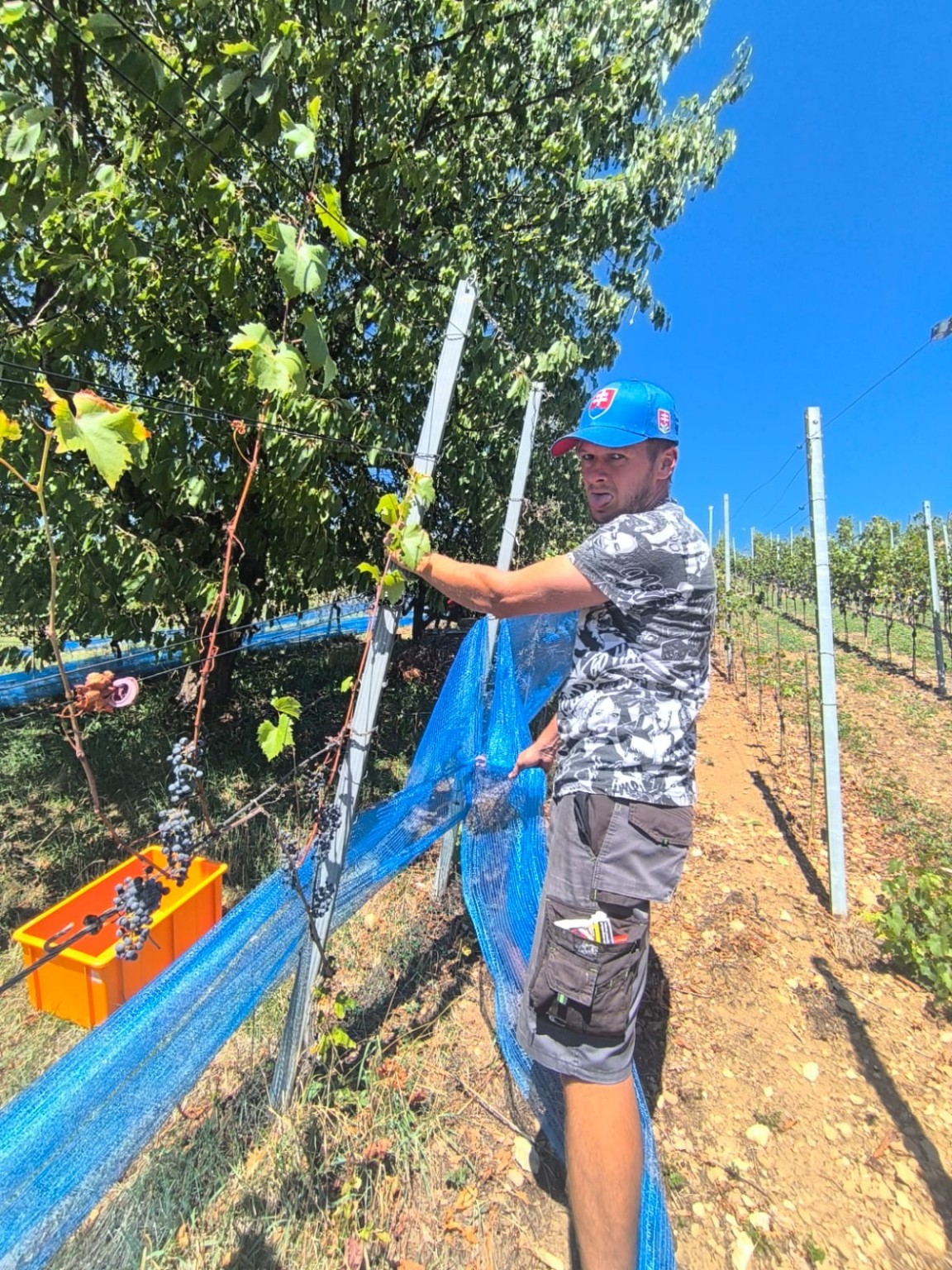 Boris working between the vineyard rows