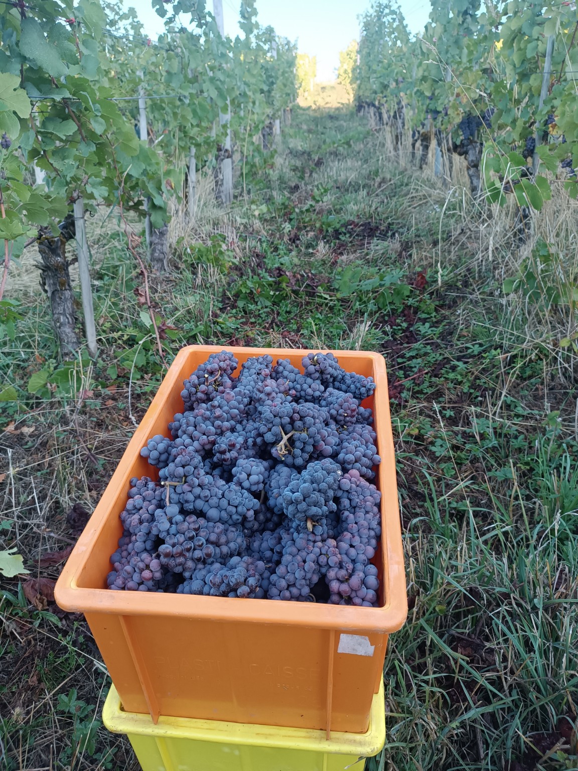 Freshly harvested Regent grapes in the vineyard
