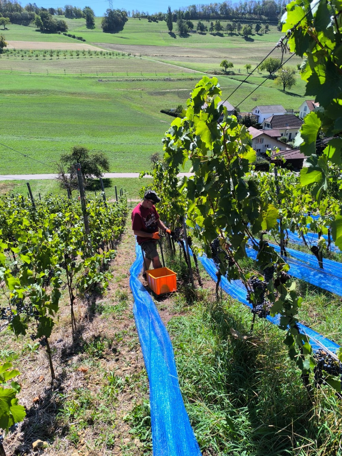 Harvest work on the vineyard slope