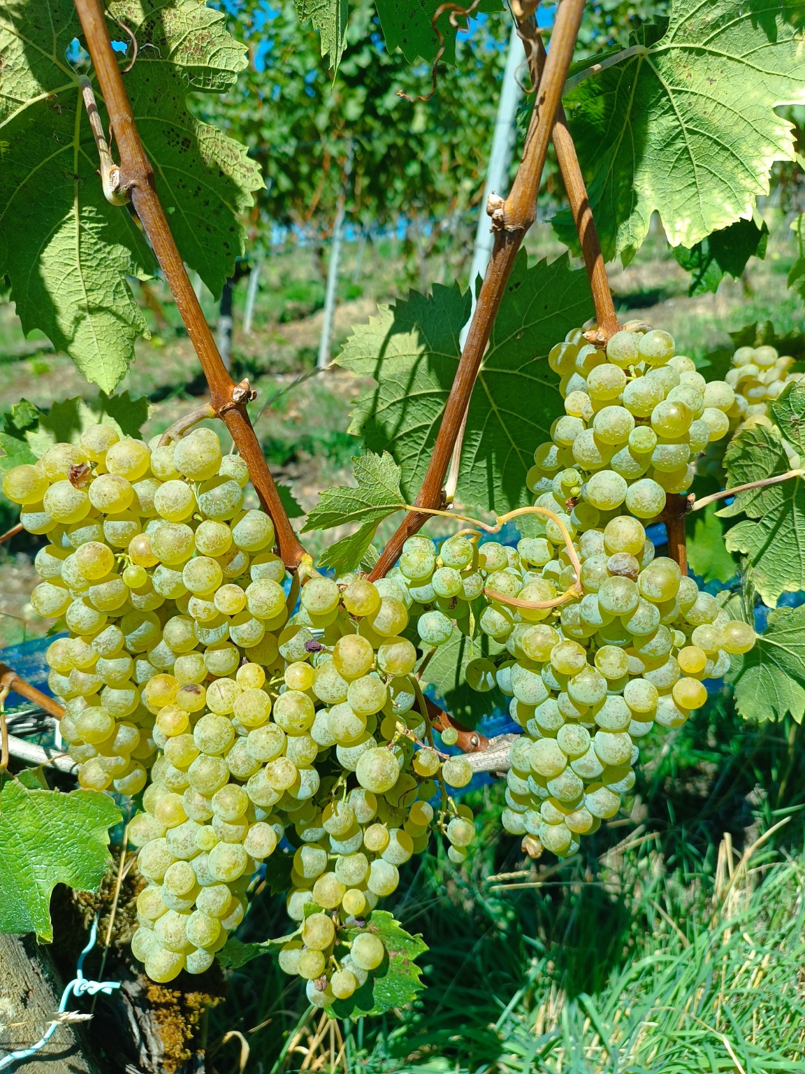 Ripe white grapes on the vine