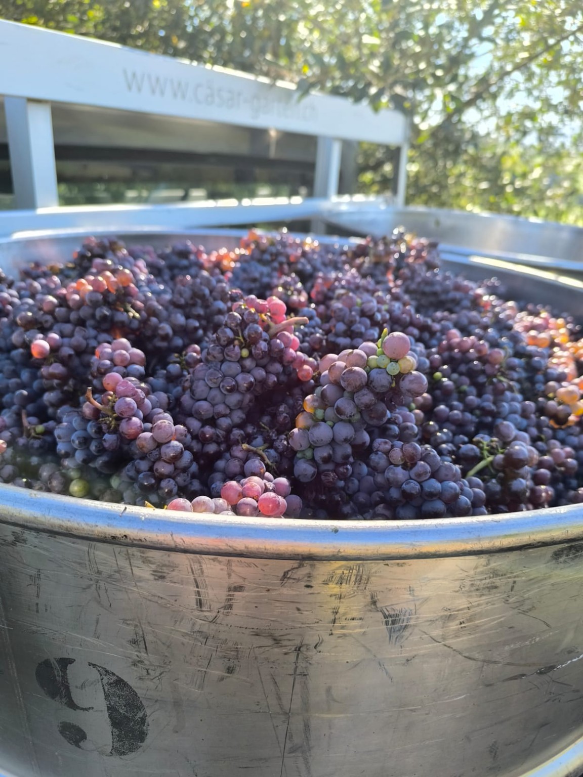 Fresh Regent grapes in a winery tank
